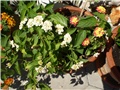 lantana